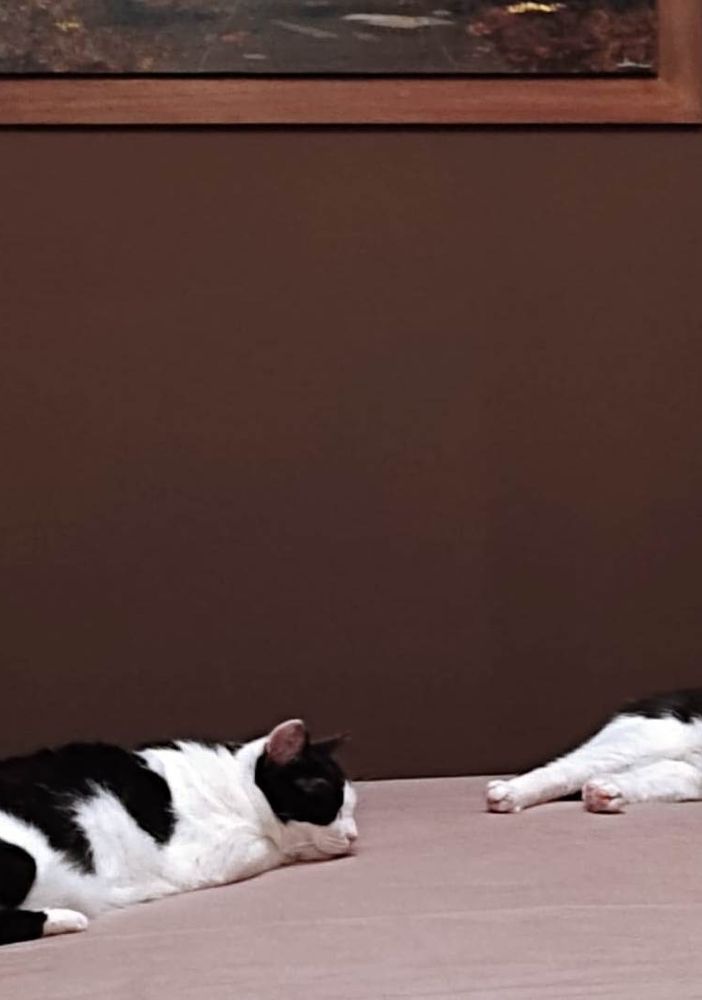 NOVARA (PIEMONTE): CLEO E SOFIA DOLCISSIME MICINE IN CERCA DI CASA.....URGENTE PER EVITARGLI IL GATTILE....