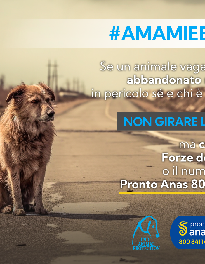 Abbandono di animali e incidenti stradali. La campagna #AMAMIeBASTA  di  LNDC Animal Protection e Anas