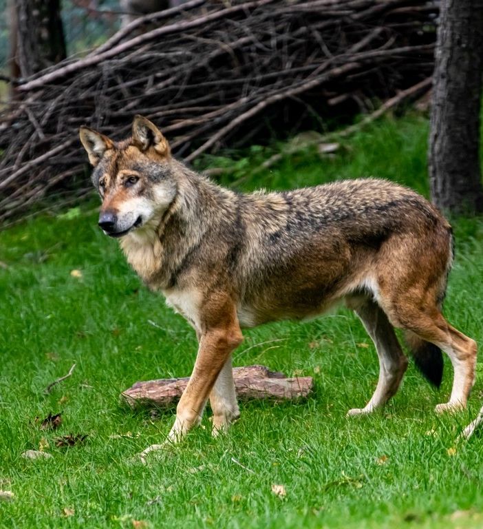 Dieci branchi di lupi in Valle d'Aosta: bilancio eprospettive