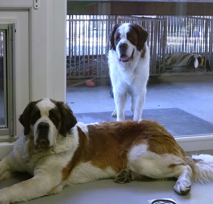 Dal salvataggio al servizio sociale: la trasformazione dei cani di San Bernardo