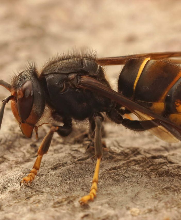 Corso di formazione per il riconoscimento e la neutralizzazione della specie invasiva Vespa velutina