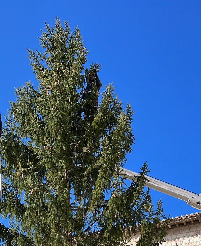 Iniziato l'addobbo dell'albero donato dalla Valle d'Aosta a San Francesco
