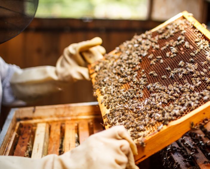 Chatillon coordina progetto europeo sul miele
