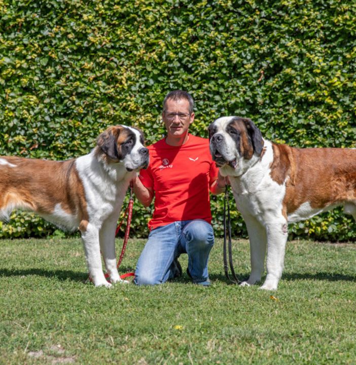 L’élevage des Saint-Bernard, le cœur de la Fondation Barry