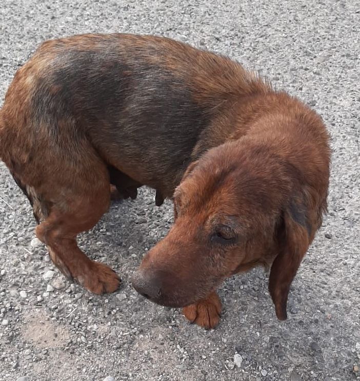 TARTUFO BELLISSIMO LAGOTTO DALL'ABRUZZO AL PIEMONTE IN CERCA DI FAMIGLIA