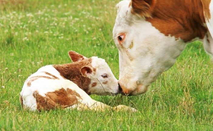Oltre 630 stakeholder chiedono a Ursula Von Der Leyen di pubblicare la revisione della legislazione sul benessere degli animali