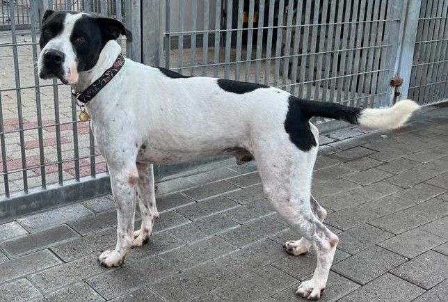 BLACK  cagnolone  gentile
