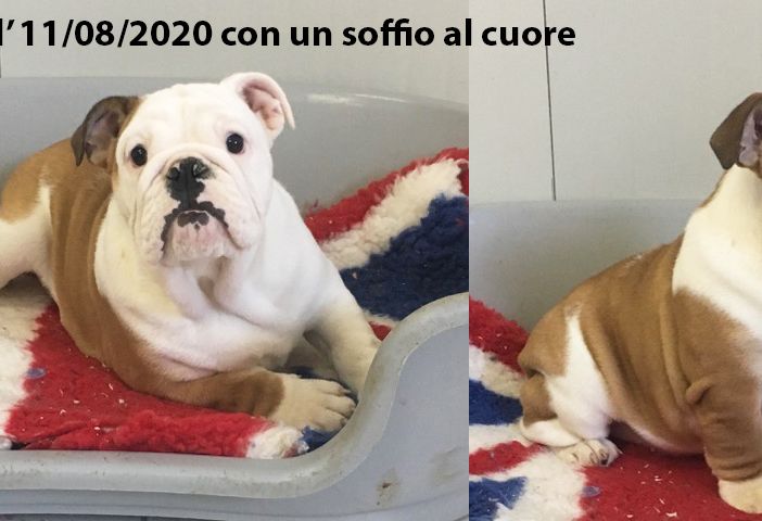 CUCCIOLI DI BULL DOG INGLESE CERCANO FAMIGLIA