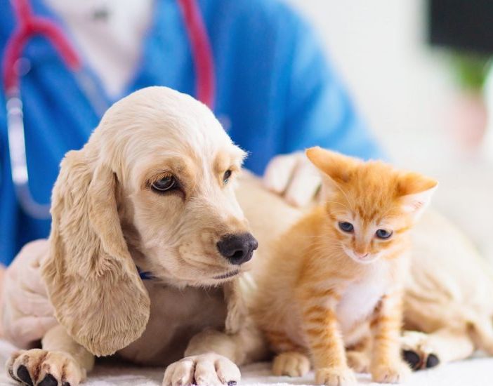 Detrazione spese veterinarie: è possibile detrarle nel 730 e in che misura se si hanno più animali domestici?