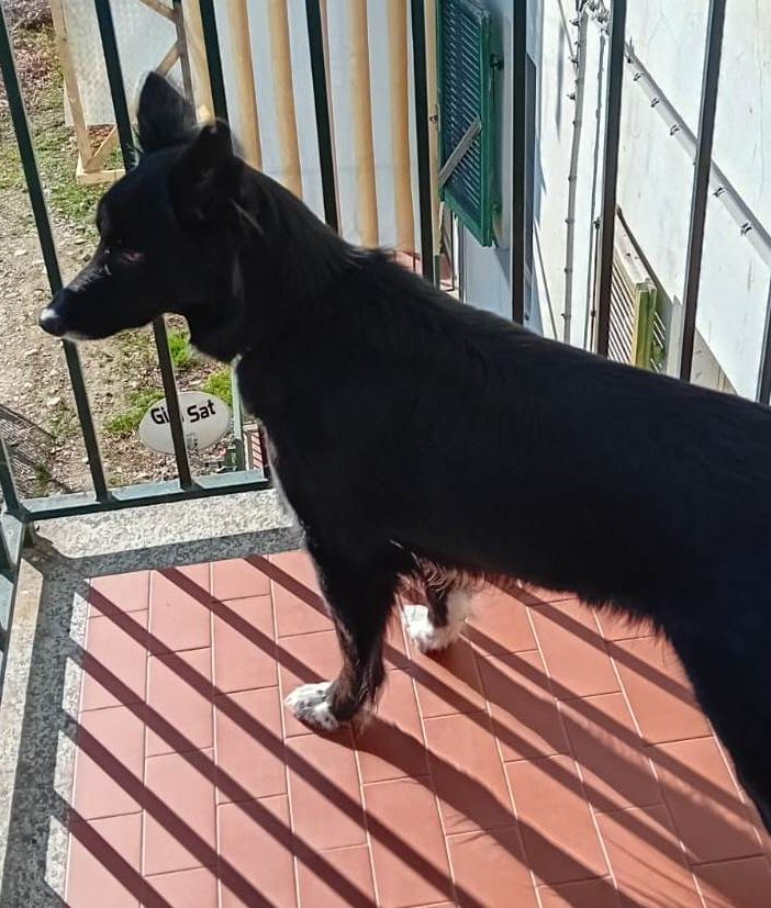 Cloe di Torre Pellice CERCA focolare amorevole