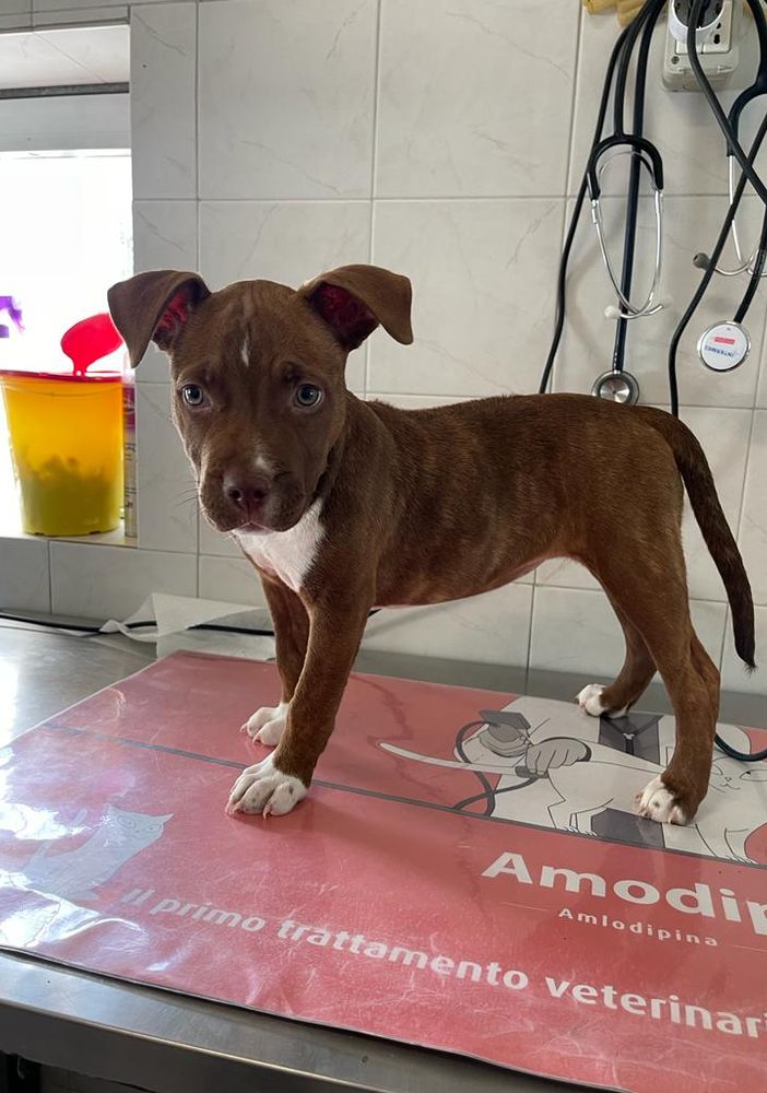 ARIA una cucciola che cerca casa
