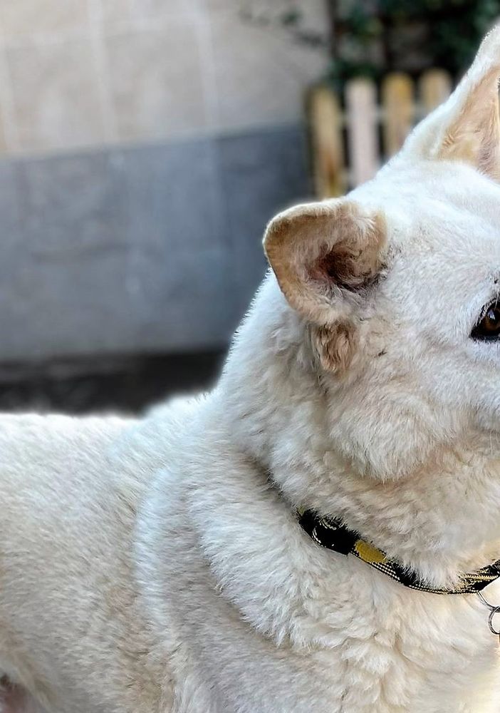 LUCKY WOODY BELLISSIMO OCCHI TRISTI