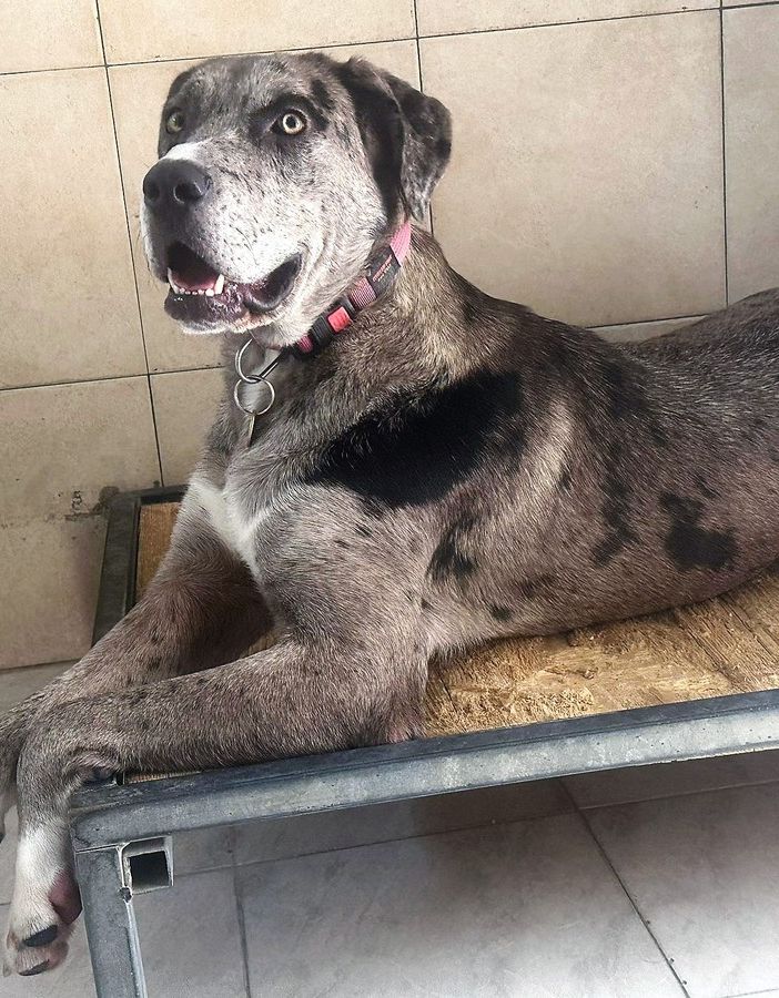 ONDA DOLCISSIMA TIPO ALANO