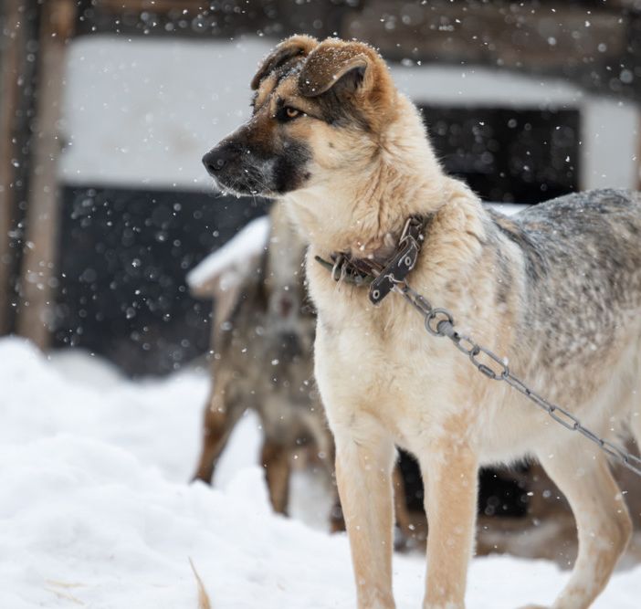 Maltempo: Un’ordinanza urgente per il divieto di detenere i cani a catena