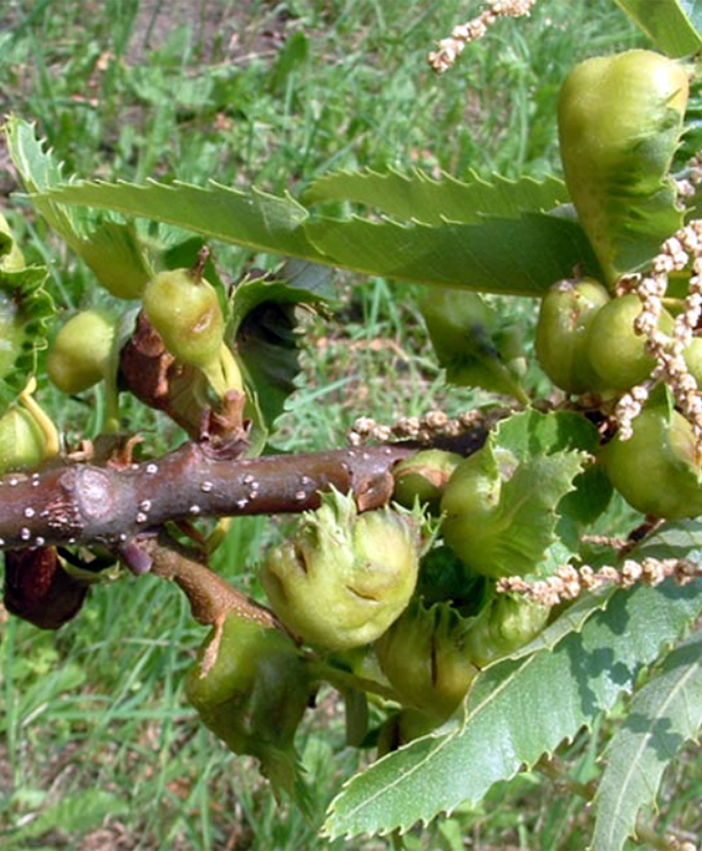 Segnalata la ricomparsa del cinipide del castagno