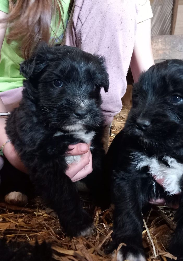 A Barge, in provincia di Cuneo, Cuccioli cercano focolare amorevole
