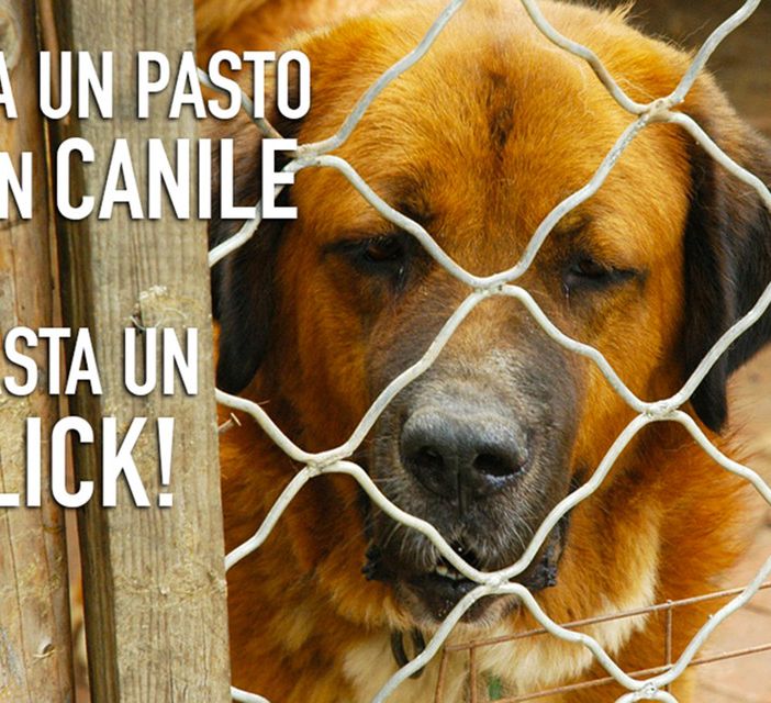 Parte oggi la più grande iniziativa di solidarietà mai realizzata in Valdaosta a favore dei cani e gatti meno fortunati