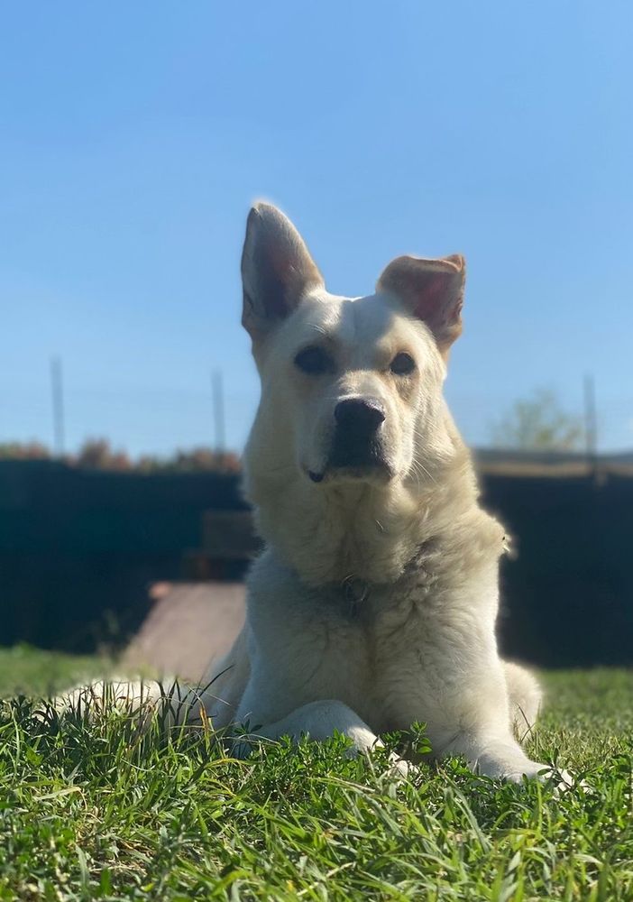 DOTTO simil labrador tornato in canile dopo una settimana di adozione e non mangia più