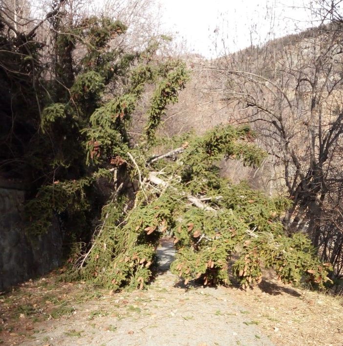 Un albero caduto su una strada comunale a Doues
