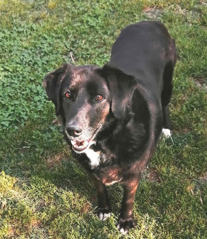 Stella