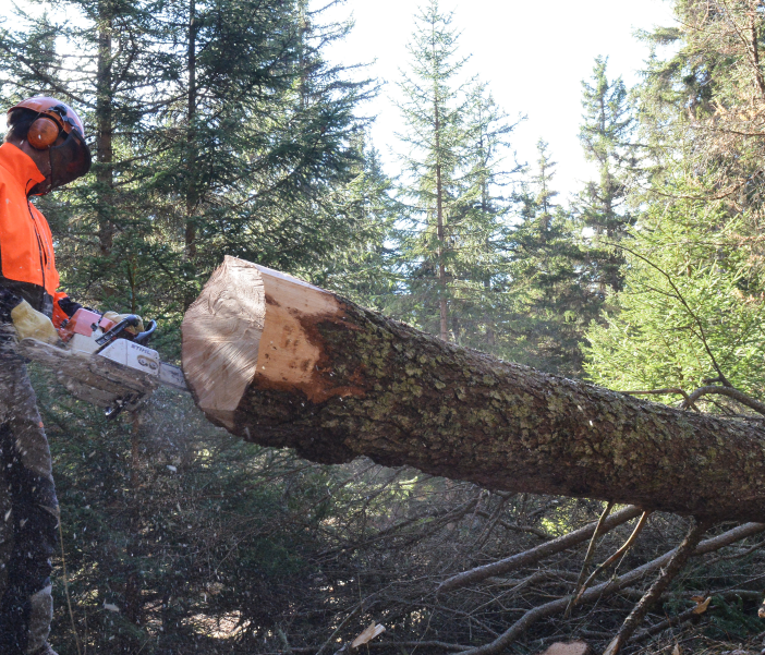 Lavoro in bosco e divulgazione forestale
