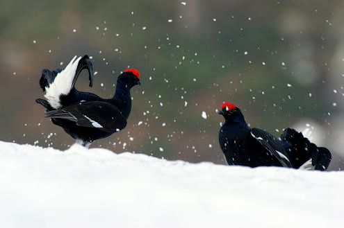 I 'Panda con le ali' delle nostre montagne