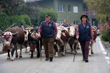 DESNALPA: A Settimo Vittone, Festa della discesa delle mandrie dagli alpeggi