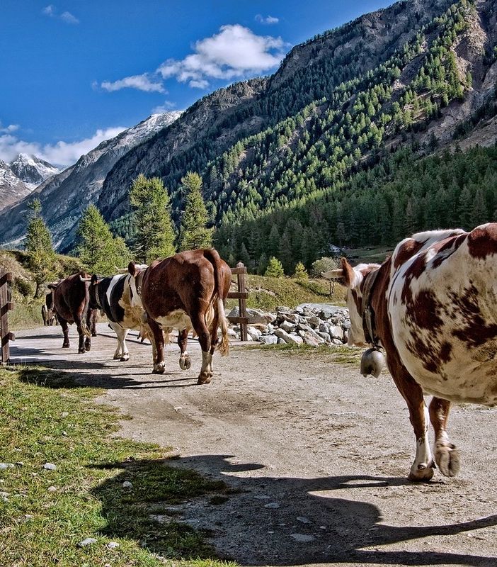 Avviso pubblico per le imprese femminili innovative montane in VDA