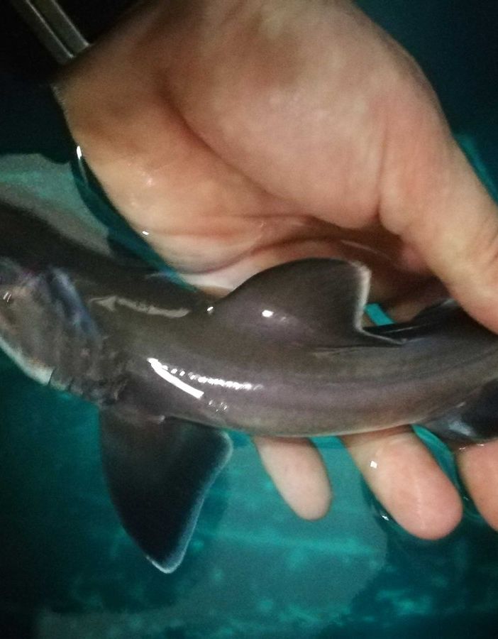 Partenogenesi di squalo Palombo comune