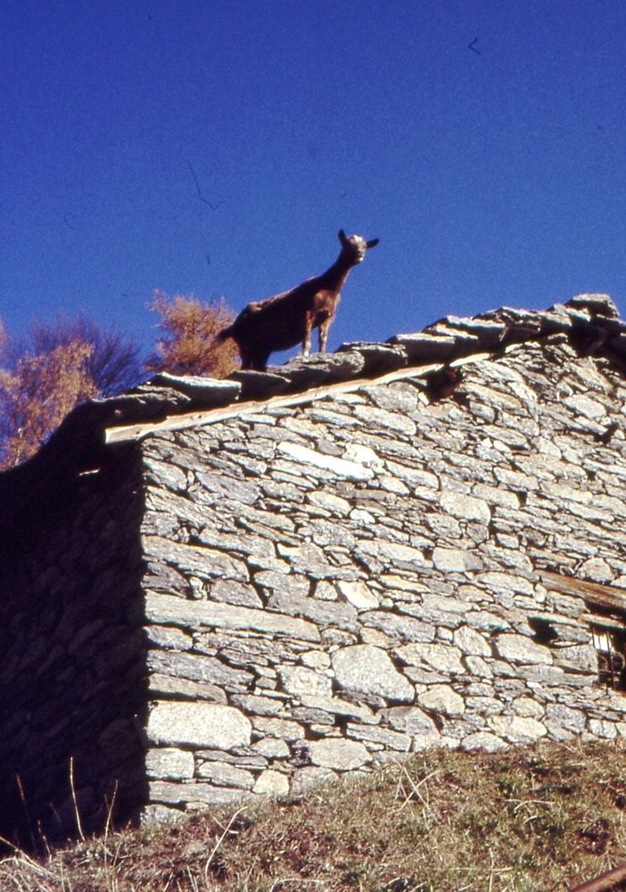 Una capra sul tetto poco sopra l'Ecot (ph: L. Marchisio)