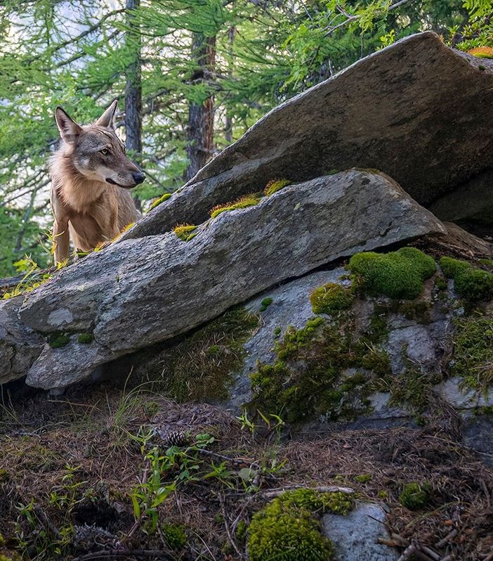 Tra i lupi della Valle D’Aosta