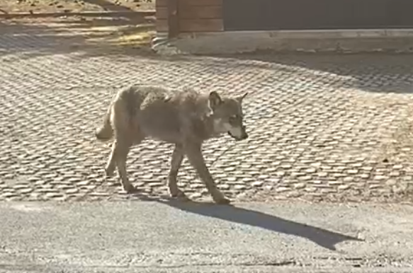 Depositata una proposta di legge per la gestione del lupo in Valle d’Aosta