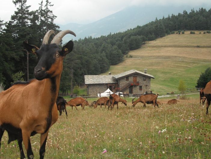 L'azienda di Mathamel alleva principalmente capre di razza camosciata alpina (immagine da sito web sweetmountains.it)