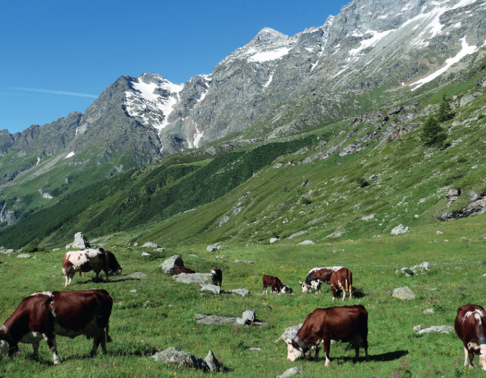 Rassemblement Valdôtain denuncia la mancanza di dati sugli alpeggi: &quot;Servizi essenziali ancora assenti&quot;