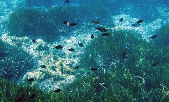 Alto Mare, raggiunto all’Onu l’accordo a protezione dell'oceano