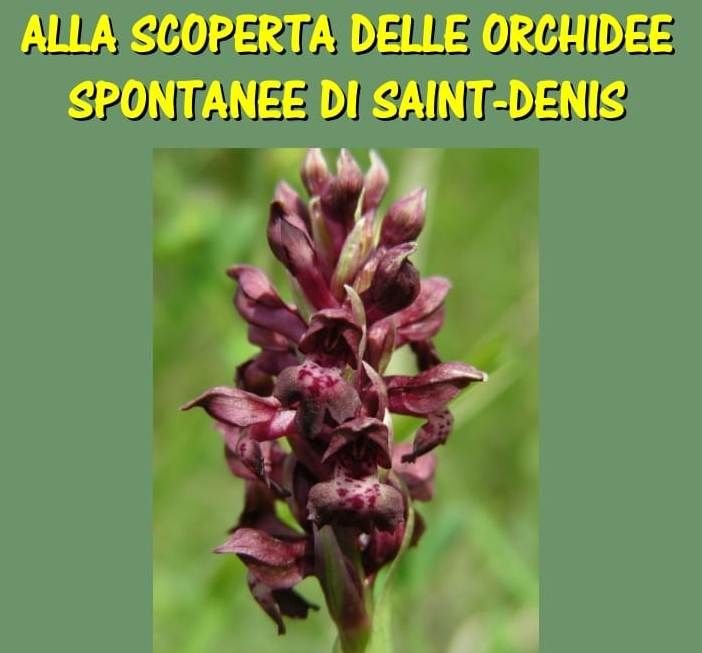 Alla scoperta delle orchidee selvatiche di Saint-Denis