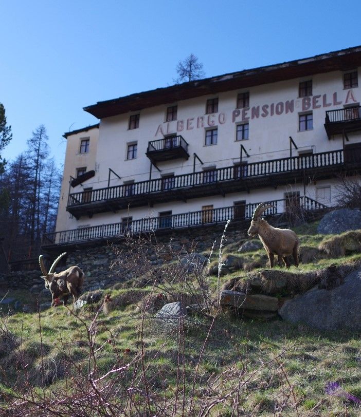 Gli stambecchi a Fiéry