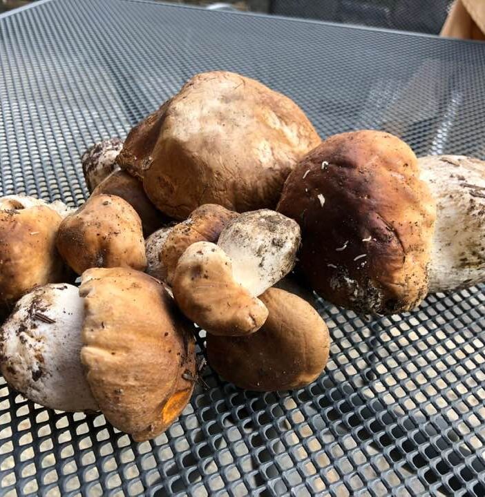 La stagione dei funghi si preannuncia di qualità. Ma occhio alle norme regionali