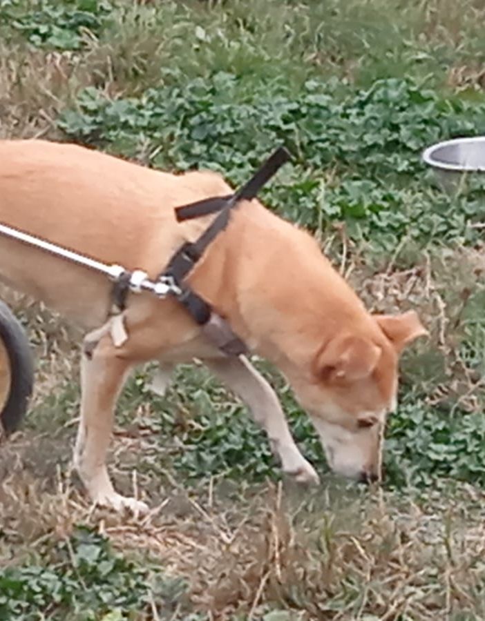 RAMA  cagnolina paralizzata