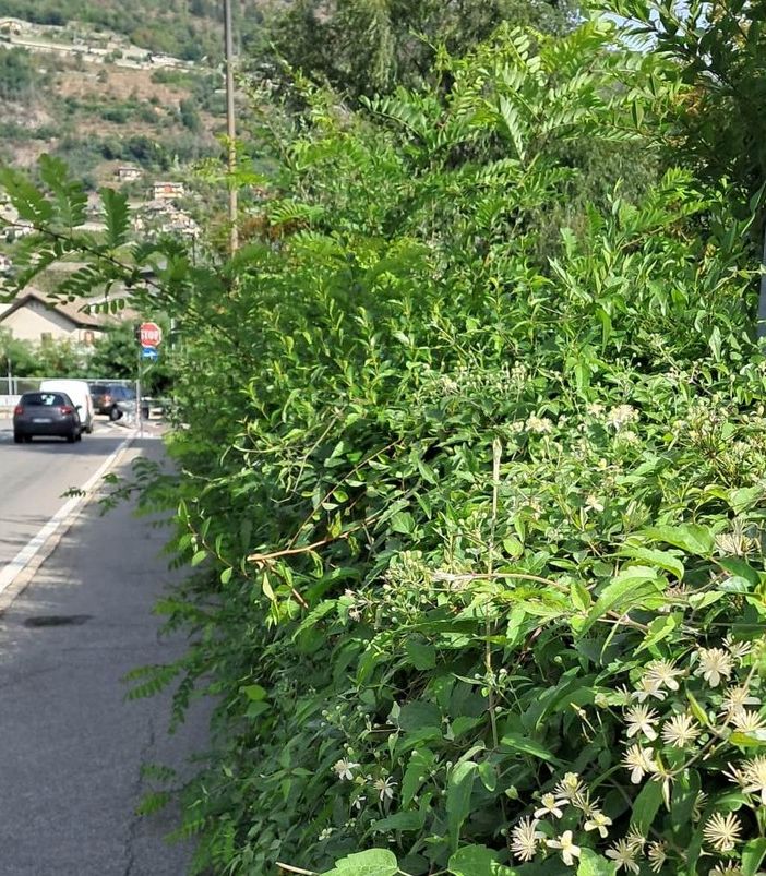 Aosta: Marciapiedi come parchi avventura, spine incluse