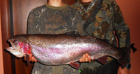 Trota gigante spiaggiata a riva della Dora Baltea nei pressi della cava Douclos di Gressan