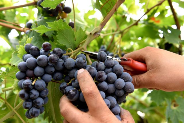 Vendemmia in crescita per le uve valdostane