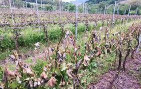 Autorizzato l'impianto di 30 ettari di nuovi vigneti