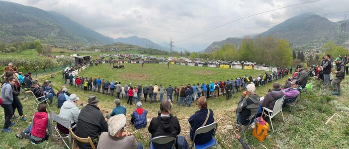 Batailles de Reines: A Jovençan vince l’identità degli allevatori con Pazzeska, Tigre e Euforie; Corbò reina del peso Batailles de Reines: A Jovençan vince l’identità degli allevatori con Pazzeska, Tigre e Euforie; Corbò reina del peso