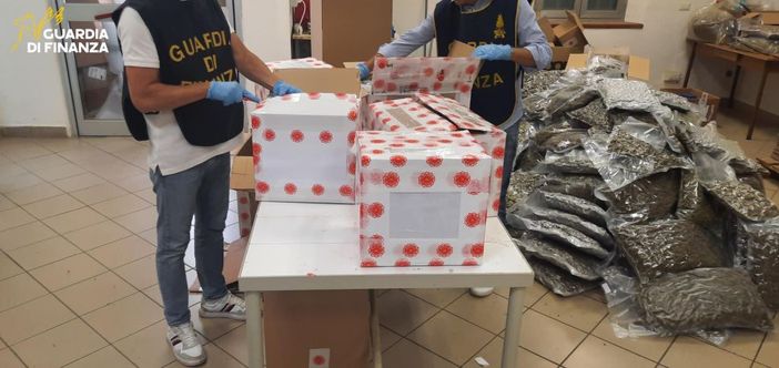 Bologna, sequestrate 500 kg di infiorescenze di canapa. Una denuncia Bologna, sequestrate 500 kg di infiorescenze di canapa. Una denuncia