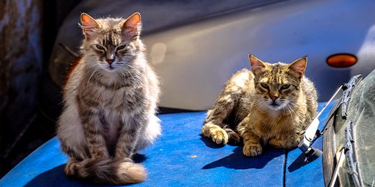 Il Gatto alpinista coccolato dai suoi 'colleghi' valdostani Il Gatto alpinista coccolato dai suoi 'colleghi' valdostani