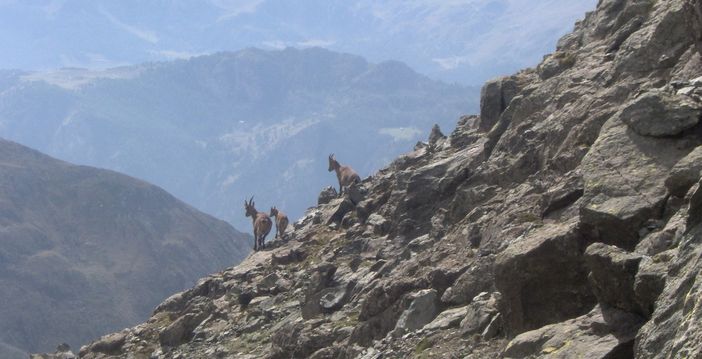 Stambecchi sulla cresta finale Stambecchi sulla cresta finale