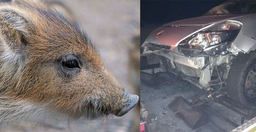 Valdostana investe capriolo nel Biellese Valdostana investe capriolo nel Biellese