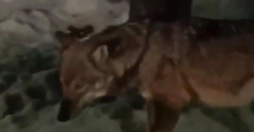 Un lupo ad Aosta, l'Usl avverte, 'se lo vedete non puntategli i fari e allertate il 112' - VIDEO