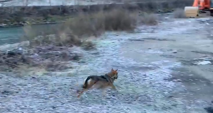Avvistato un lupo sul lungo Dora di Aymavilles (VIDEO)